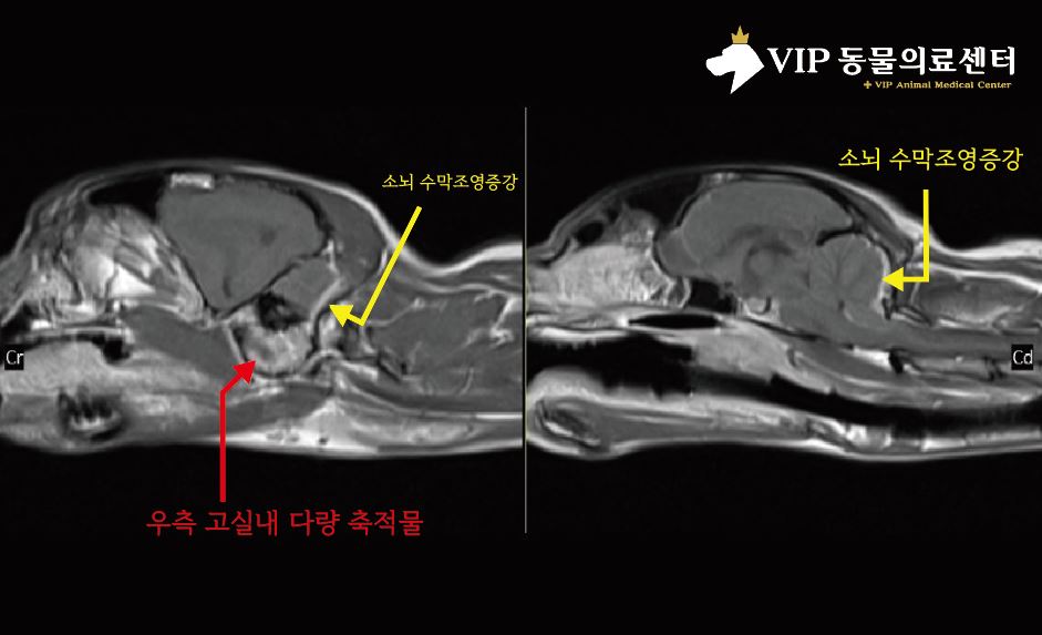 스코티시 폴드 기립불능01.JPG