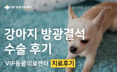 노령견 방광결석 수술 후기 | 치와와 결석 제거 사례 이미지