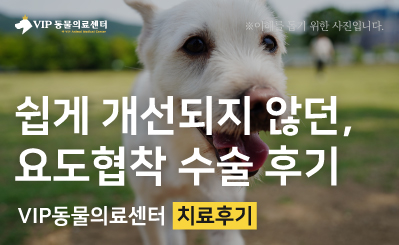 강아지 요도협착 수술 후기 | 요도 스텐트 시술 후 배뇨 문제 개선 사례 이미지