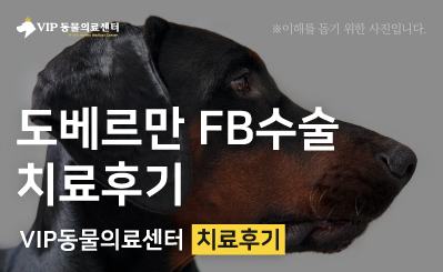 도베르만 이물섭취(FB) 수술 후기, 빠른 진단과 신뢰로 진행된 치료 과정 이미지