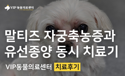 노령견 자궁축농증 및 유선종양·얼굴종양 동시 제거 수술 이미지