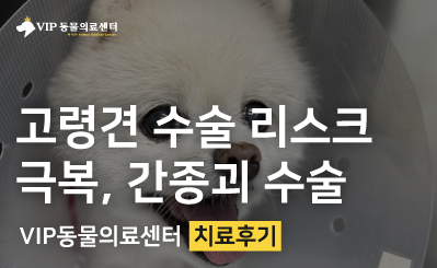 고령견의 기력 저하 원인 치료를 위한 안전한 간 종괴 제거 수술 이미지