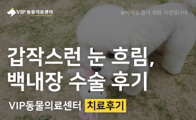 한쪽 눈이 뿌옇게 변하는 증상, 안과 정밀 검사를 통한 강아지 백내장 수술 이미지