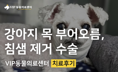 목 부풀어 오른 강아지, 침샘 제거 수술 후 1주일 만에 건강 회복 사례 이미지