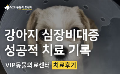 강아지 심장비대증 진단 후 입원 관리 및 치료 과정 이미지