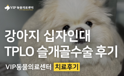 강아지 십자인대 TPLO 수술과 슬개골 탈구 교정 치료 사례 이미지