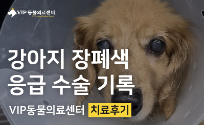 강아지 이물 섭취로 인한 장폐색 수술, 5일 입원 후 퇴원 사례 이미지