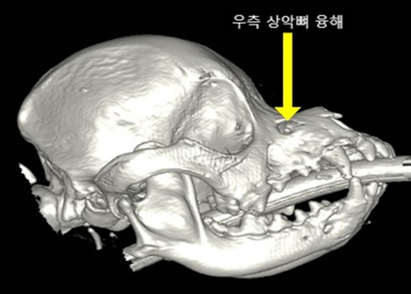 1강아지 치근단 농양6.jpg