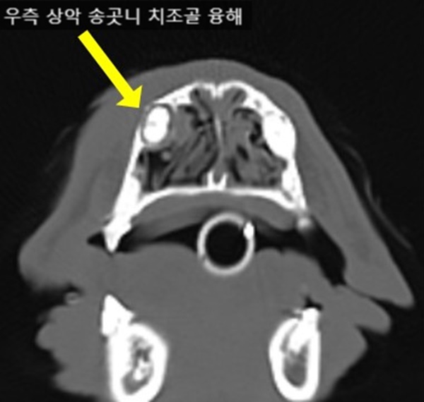 1강아지 치근단 농양8.jpg