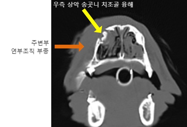 1강아지 치근단 농양9.jpg