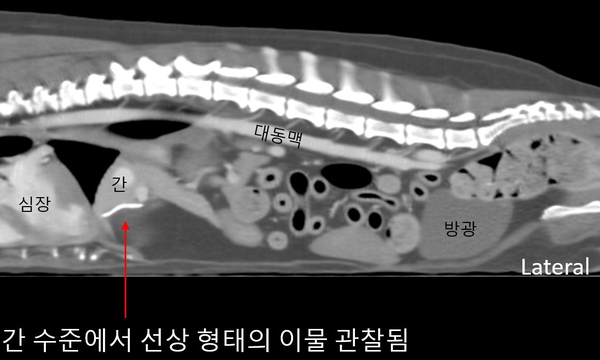 강아지 이물질 삼킴 13.jpg