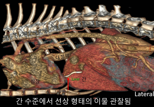 강아지 이물질 삼킴 55.jpg