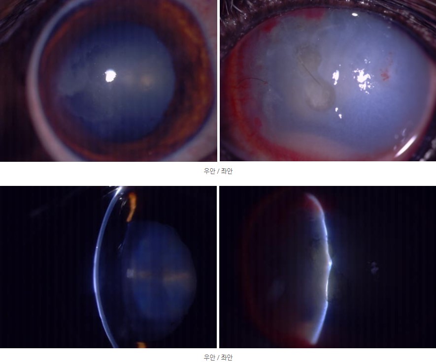 강아지 안과 세극등 현미경 검사 사진 1.jpg