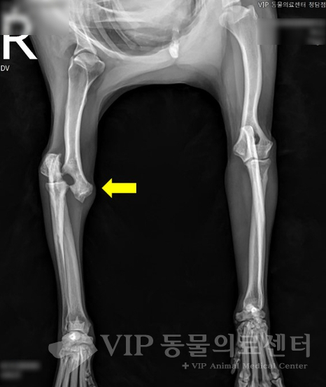 강아지 상완골 골절 2.jpg