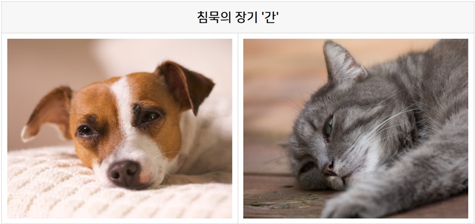 600고양이 간종양 색전술 2.jpg