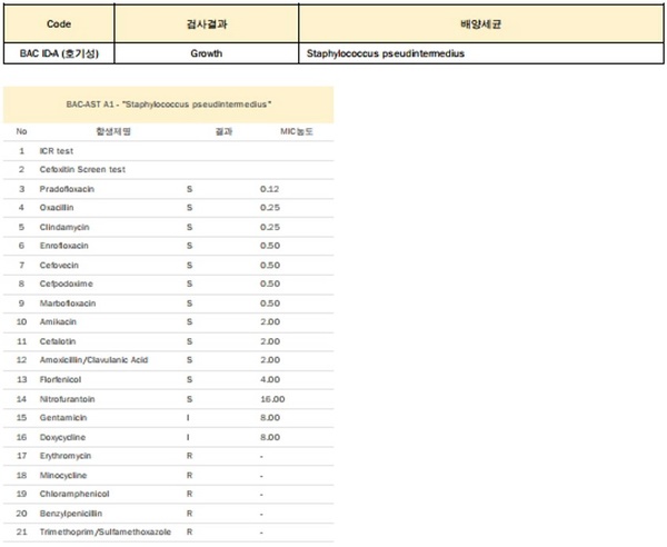 600강아지 세균성 방광염 4.jpg