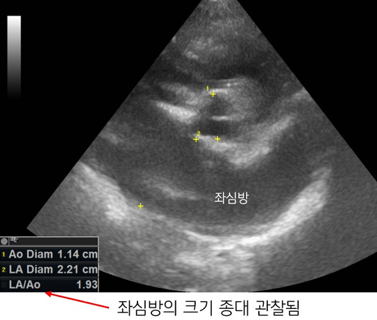 강아지 간엽 염전 6.jpg