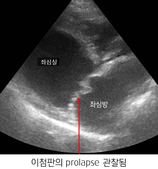 강아지 간엽 염전 5.jpg