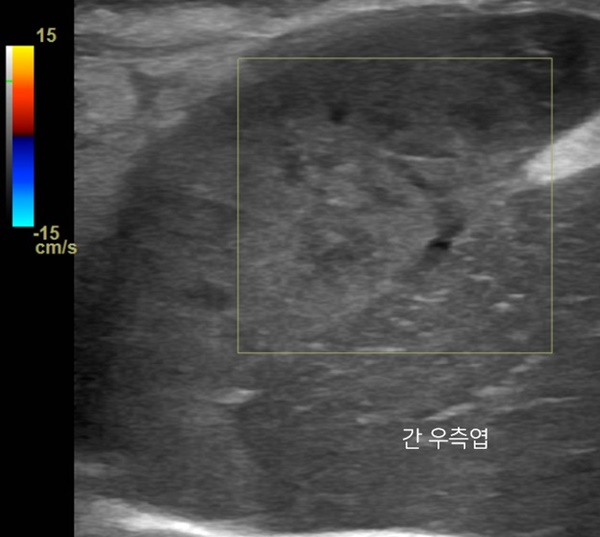 600강아지 간엽 염전 10.jpg