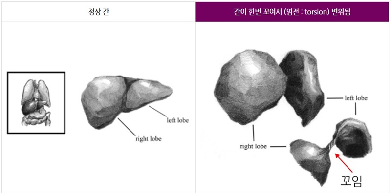 600강아지 간엽 염전 15.jpg