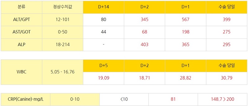 600강아지 간엽 염전 20.jpg