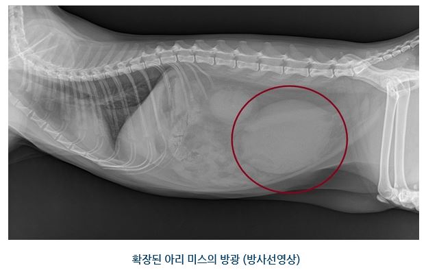 아리미스03.JPG