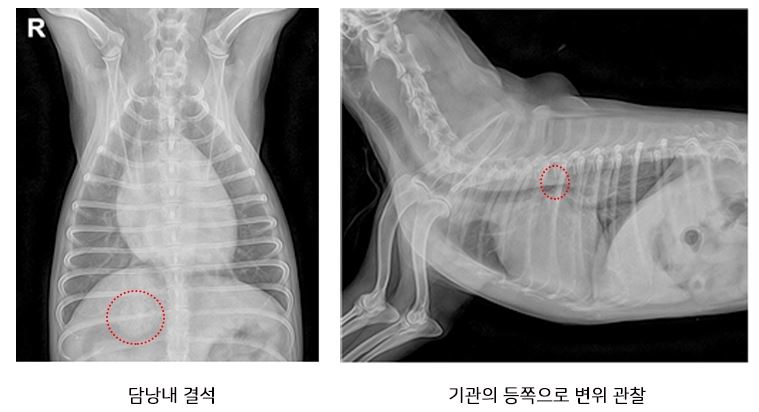 콩이02.JPG