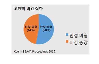 고양이비염10.JPG