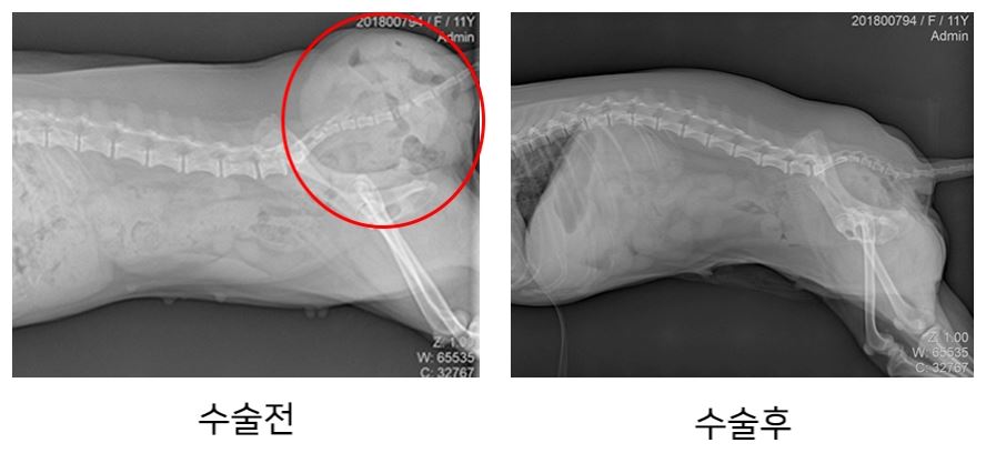 탈장07.JPG