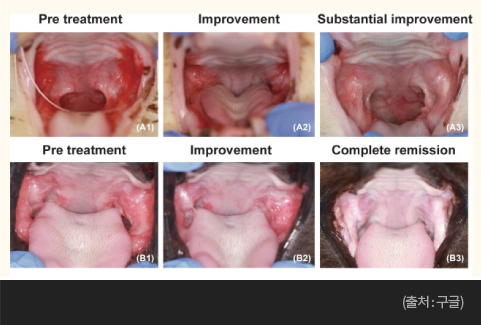 줄기세포 치료효과 고양이 만성구내염 이미지