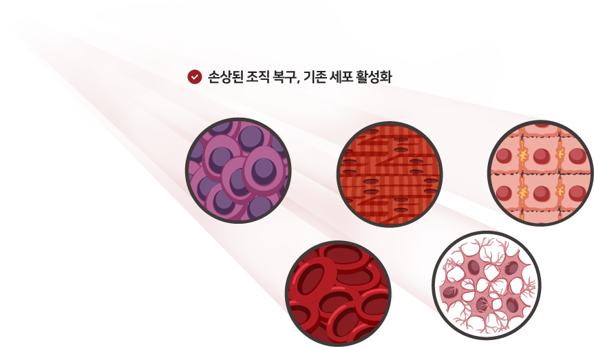 줄기세포 치료원리 및 기능 이미지