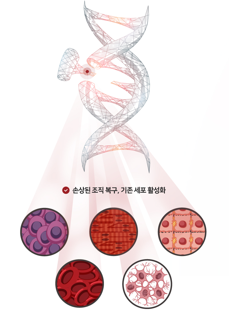 줄기세포 치료원리 및 기능 모바일 이미지